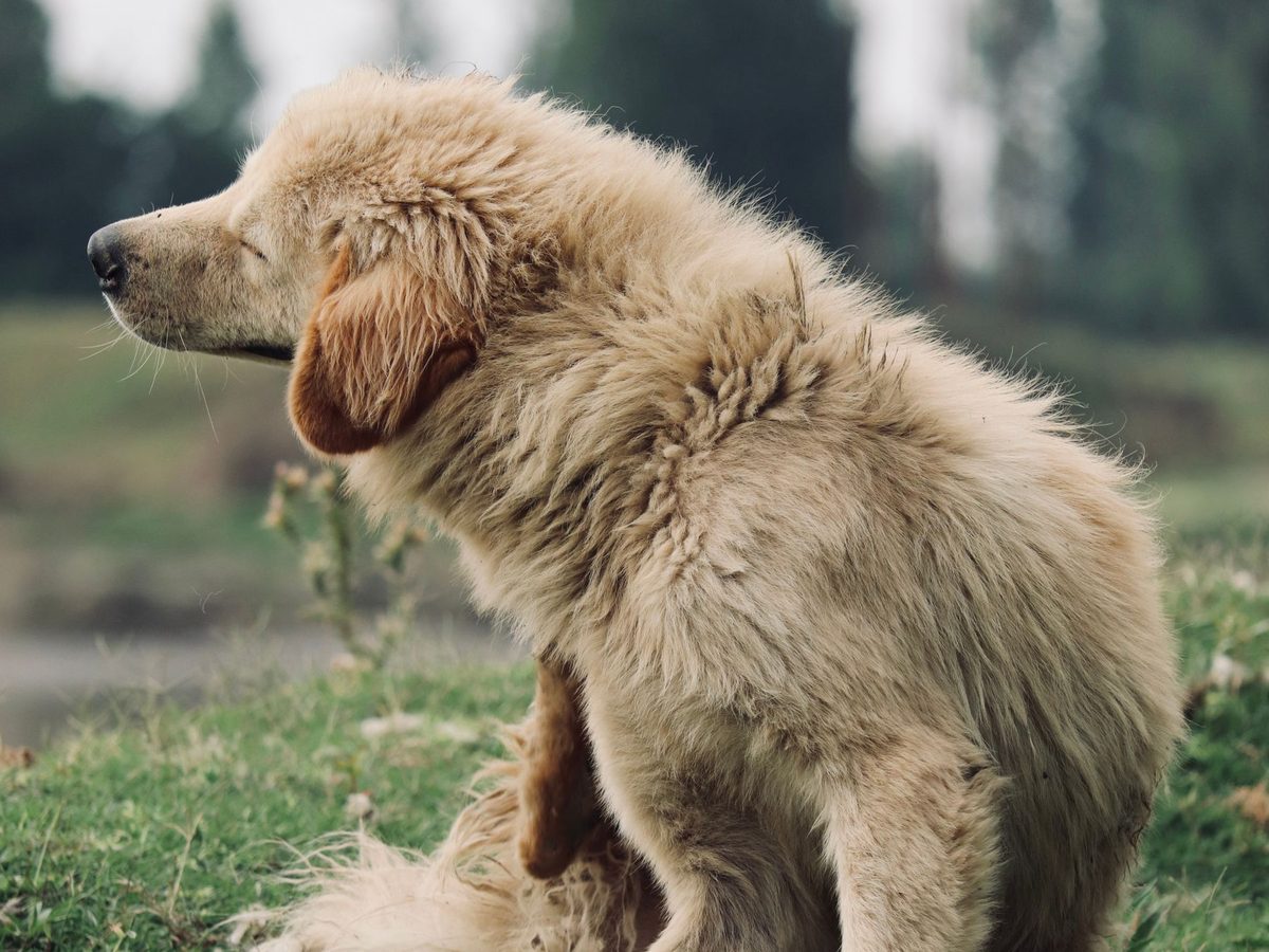 Golden retriever scratching at fleas