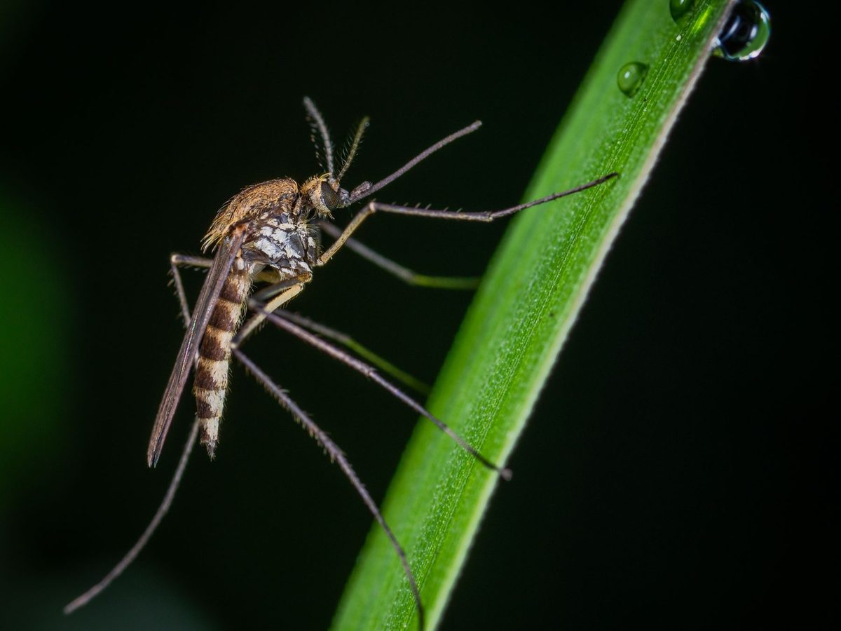 Mosquito resting on a blade of grass