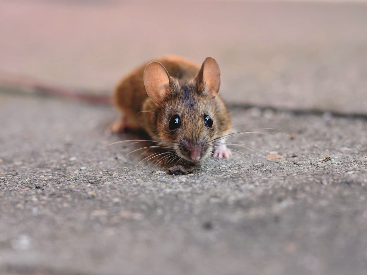 House mouse on a concrete step
