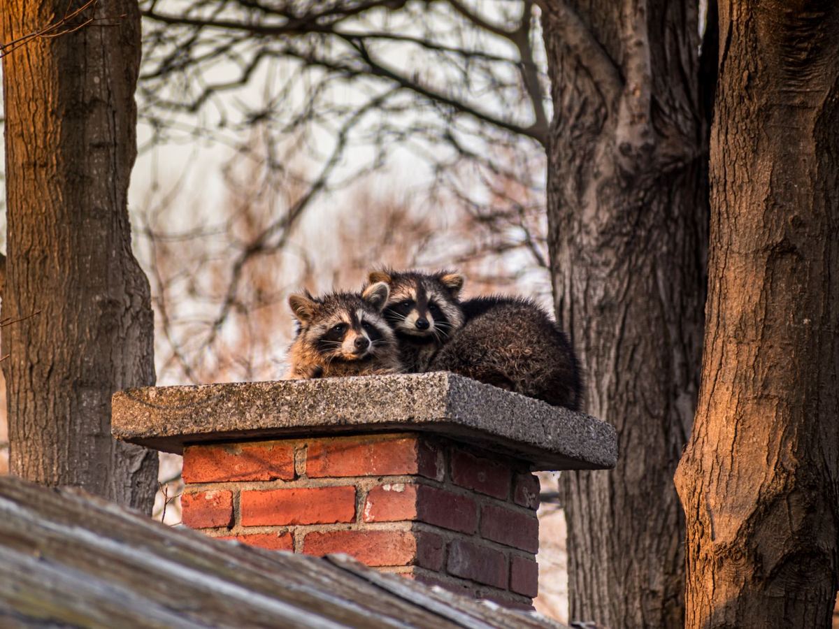 Raccoons on top of a brick chimney