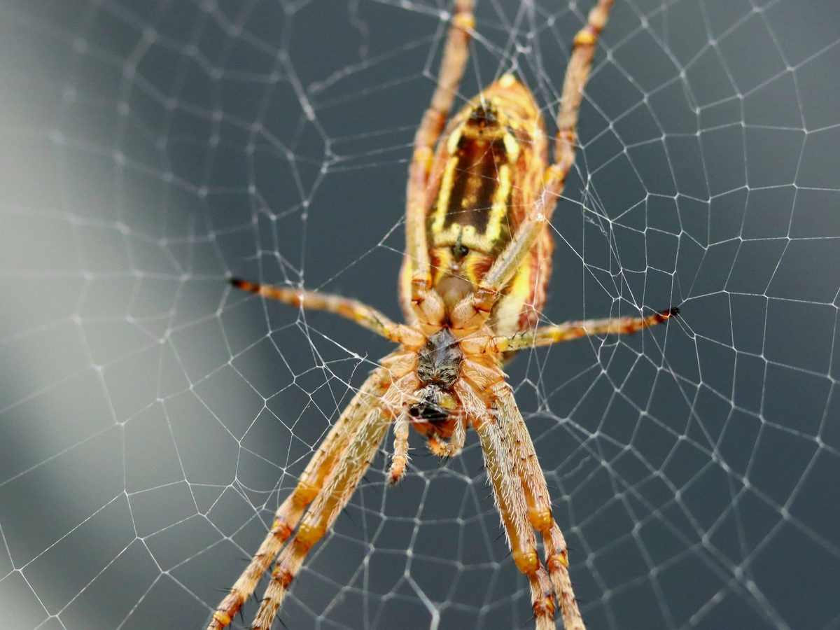 Garden spider in its web