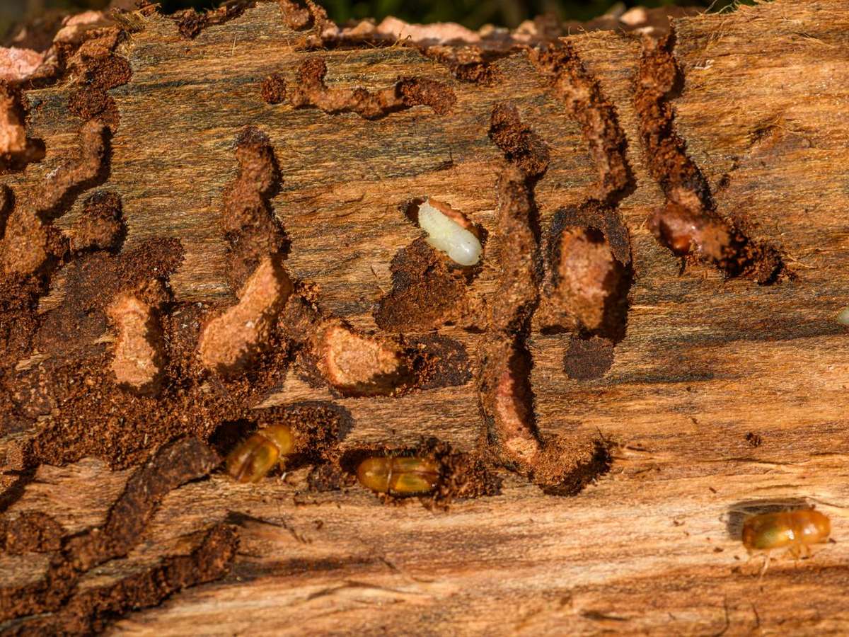 Wood eaten through by termites
