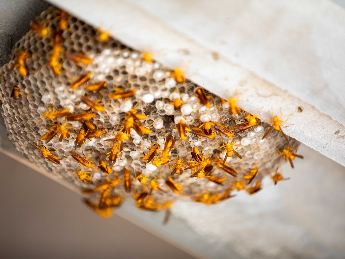 Paper wasp nest under an eave