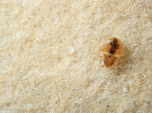 A bed bug on a fabric surface, showcasing the necessity of pest control in Mountain View for bed bug infestations.