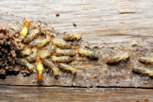 Termites infesting wooden surfaces, emphasizing the need for professional pest control in Mountain View to prevent property damage.